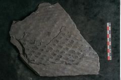 Foto (Detailansicht) von Lepidodendron veltheimiamum Sternbg. (NHMW-GEO-2024-0188-11033)
